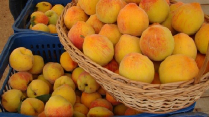 A colheita do p&ecirc;ssego 2013/14 ser&aacute; aberta oficialmente, nesta sexta-feira (06), em Cangu&ccedil;u. O evento &eacute; promovido pela Emater/RS-Ascar em parceria com a Embrapa Clima Temperado. No per&iacute;odo da manh&atilde;, &agrave;s 9h30, no Centro de Forma&ccedil;&atilde;o de Agricultores do