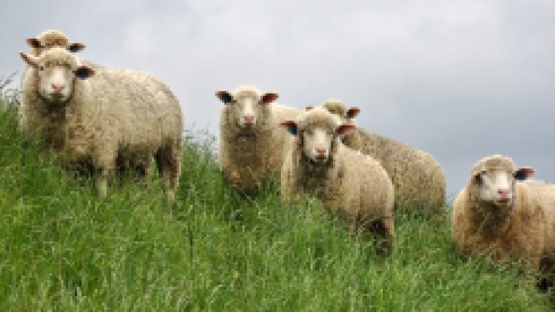 As visitas t&eacute;cnicas da Secretaria da Agricultura, Pecu&aacute;ria e Agroneg&oacute;cio (Seapa) a munic&iacute;pios de fronteira onde h&aacute; maior incid&ecirc;ncia de focos de sarna ovina est&atilde;o sendo retomadas. Embora no mutir&atilde;o realizado no m&ecirc;s de maio o &iacute;ndice de cura tenha chegado a