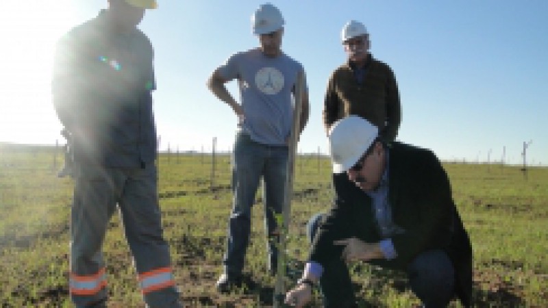 J&aacute; s&atilde;o vis&iacute;veis os resultados do processo de regenera&ccedil;&atilde;o das &aacute;reas degradadas com a extra&ccedil;&atilde;o do carv&atilde;o na Mina de Candiota, da Companhia Riograndense de Minera&ccedil;&atilde;o (CRM). Espa&ccedil;os como o Viveiro Jeriv&aacute; e a malha II tiveram maior aten&ccedil;&atilde;o e a companhia se