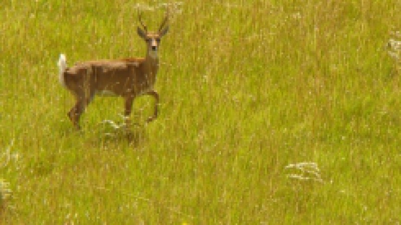 A consulta pública da reavaliação da lista da fauna ameaçada de extinção do Rio Grande do Sul foi prorrogada até o dia 30 de julho. A sociedade poderá consultar as 1,6 mil espécies avaliadas e enviar contribuições por meio do site da fundação. As