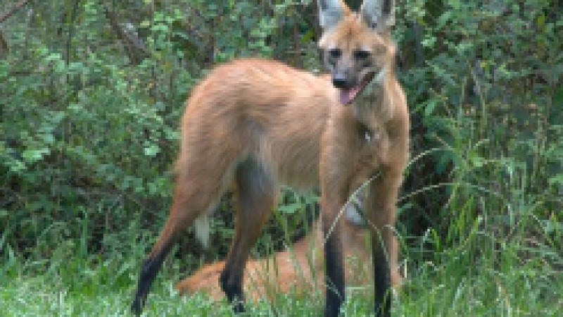 Fauna ameaçada de extinção!