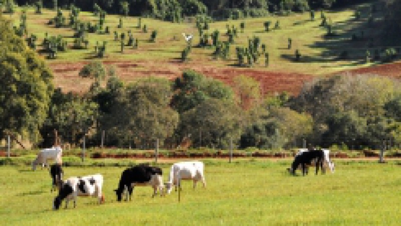Técnicos da Secretaria da Agricultura, Pecuária e Agronegócio (Seapa) devem concluir no mês de junho a coleta de amostras para o inquérito epidemiológico que vai detectar a prevalência de tuberculose e brucelose no rebanho bovino. Ao todo, serão