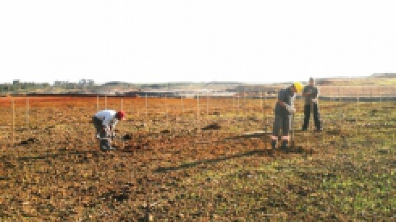 Mais de mil mudas nativas de v&aacute;rias esp&eacute;cies foram plantadas esta semana nas &aacute;reas j&aacute; mineradas da Mina de Candiota da Companhia Riograndense de Minera&ccedil;&atilde;o (CRM). Conforme o Gerente de Meio Ambiente da CRM, Marcel Fr&oacute;es, o processo passou por uma