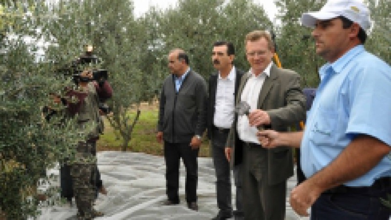 A potencialidade da cultura da oliveira est&aacute; aprovada no Rio Grande do Sul, especialmente na Metade Sul. A afirma&ccedil;&atilde;o &eacute; do secret&aacute;rio da Agricultura, Pecu&aacute;ria e Agroneg&oacute;cio, Luiz Fernando Mainardi, que representou o governador Tarso Genro nesta