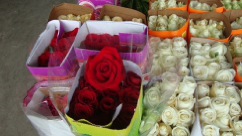 O Rio Grande do Sul desponta como o segundo estado em consumo de flores no país. No ano passado, o setor da floricultura gaúcha comercializou R$ 393,5 milhões, registrando um gasto médio per capita anual de R$ 36,00, enquanto a média nacional foi de R$