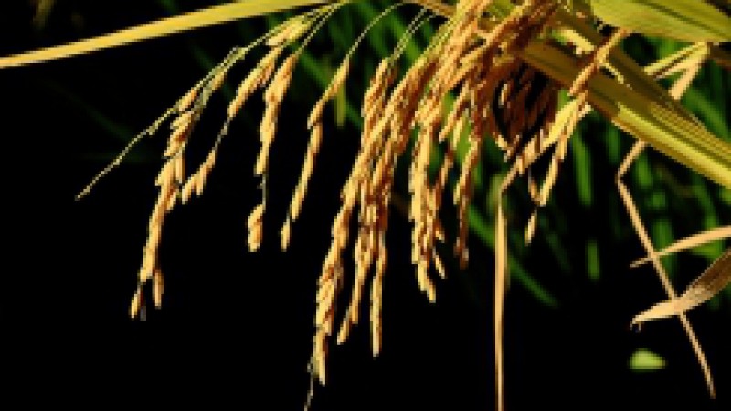 Faltando um mês para o fechamento do ano comercial 2013/2014, é possível afirmar que o Brasil irá exportar 1,2 milhão de toneladas e terá mais um ano de balança comercial positiva, segundo os dados levantados pela divisão de política setorial do