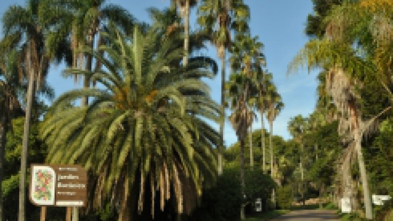 Os visitantes do Jardim Botânico poderão fazer trilhas pelo parque com a orientação de guias. O serviço será oferecido até o final de fevereiro, de terça a sexta-feira, às 9h30 e às 14h. Interessados devem comparecer ao Centro de Visitantes, ao lado do