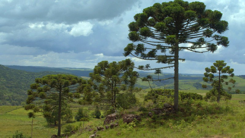 Al&eacute;m da exibi&ccedil;&atilde;o de filmes, objetivo da programa&ccedil;&atilde;o &eacute; discutir aspectos sobre a conserva&ccedil;&atilde;o e o uso sustent&aacute;vel da arauc&aacute;ria, esp&eacute;cie com madeira de alto valor comercial