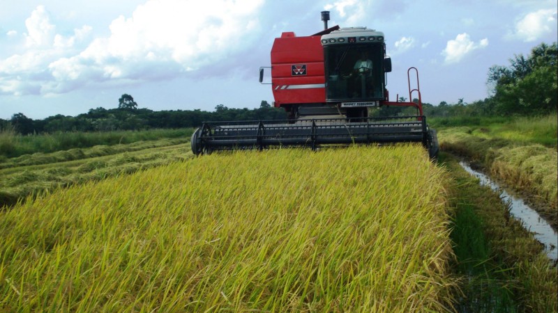 Estimativa para esta safra é de 500 mil sacas do produto, com participação de 630 famílias