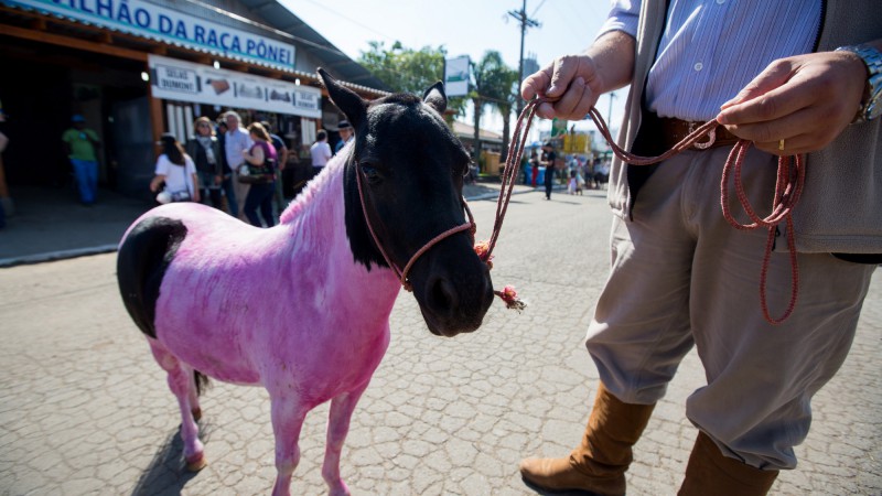 Pônei pintada de rosa atrai crianças e populariza as vendas destes animais na Expointer