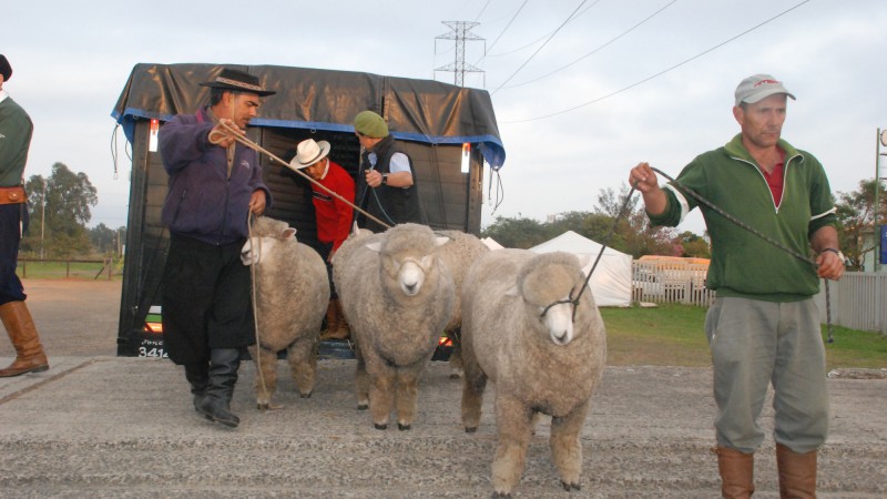 Profissionais realizam o exame cl&iacute;nico dos centenas de animais participantes da feira e conferem os documentos sanit&aacute;rios para ver se os exames e vacinas est&atilde;o em dia