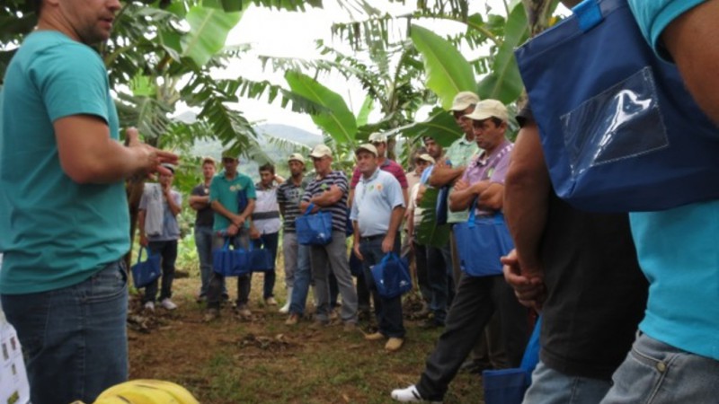Dia de Campo Regional Sobre Banana, promovido pela Emater e a Embrapa em Morrinhos do Sul, reuniu produtores para demonstra&ccedil;&atilde;o de 13 cultivares produzidas no sistema org&acirc;nico
