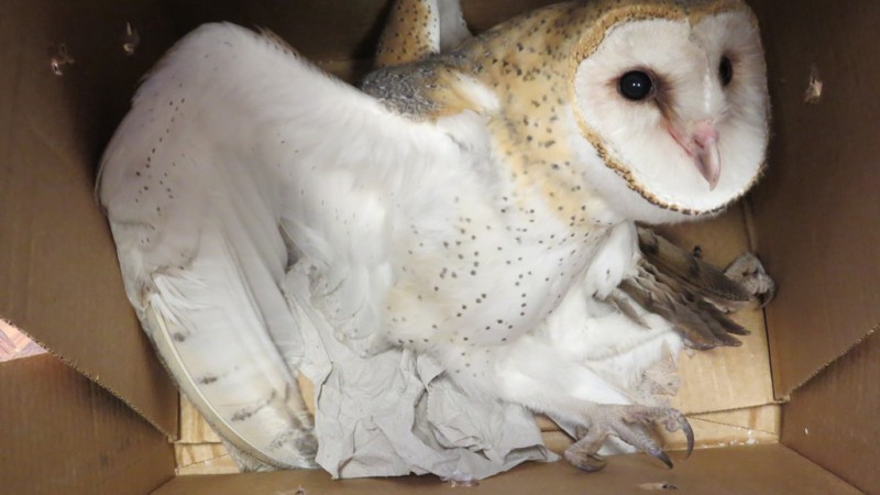 Ave foi recolhida por técnicos Setor de Fauna Silvestre e foi avaliada para ser reintroduzida em ambiente natural
