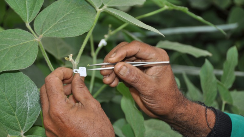 Agricultura soja