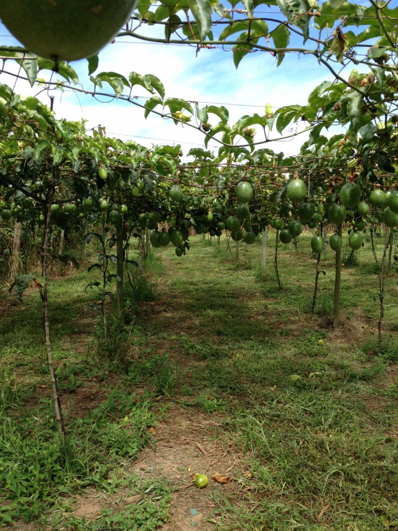 Dia de Campo em Torres