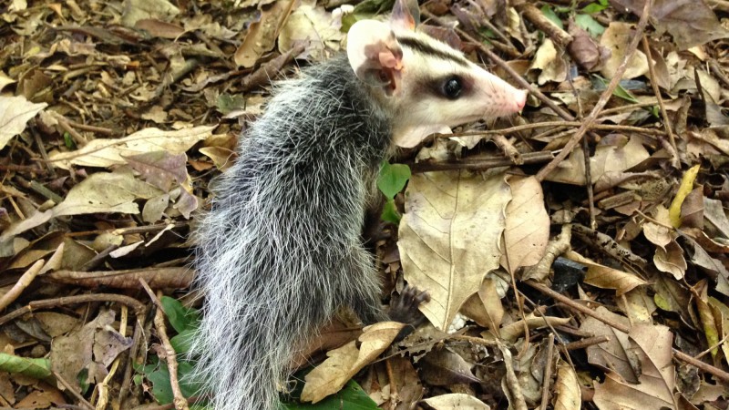 Dia da Defesa da Fauna