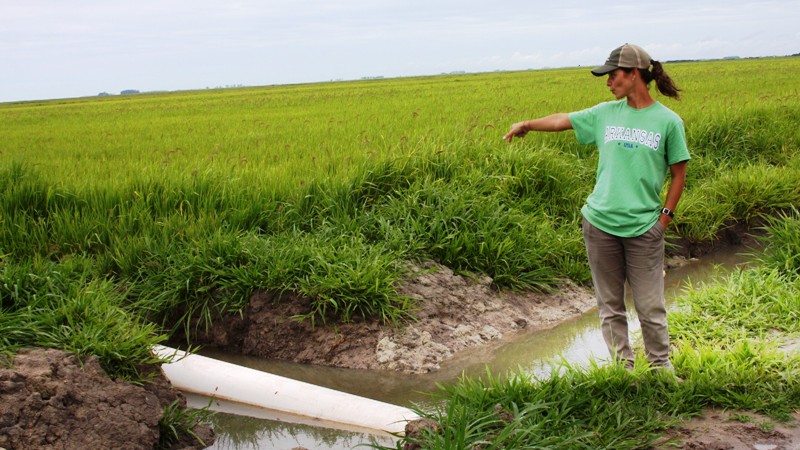 Luciane Leitzke falará sobre uso de mangueiras na irrigação de arroz