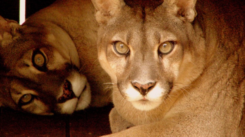 Parque zoológico de Sapucaia do Sul