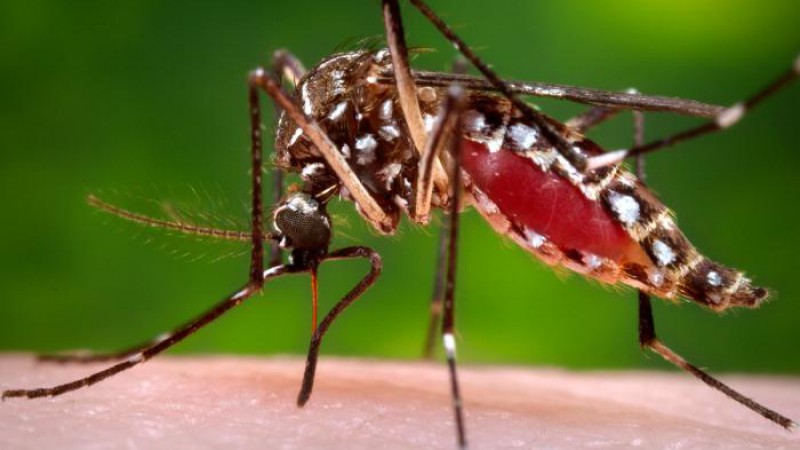 O Aedes aegypti é o mosquito transmissor da dengue, Zika Vírus e Febre Chikungunya