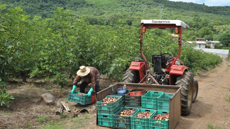 O trabalho de colheita está apenas no início, com o percentual colhido de figo verde chegando aos 5%