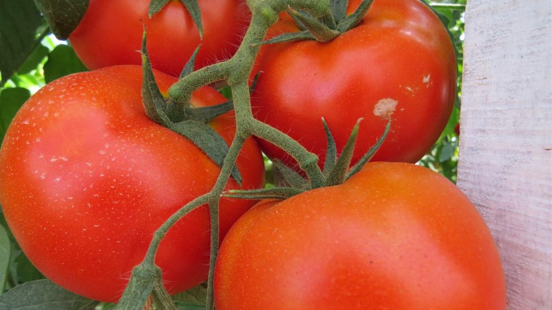 Tomates