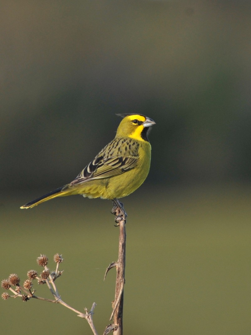 Setor de Fauna Silvestre da Sema localizou o cardeal-amarelo, desaparecido Há 15 anos e ameaçado de extinção