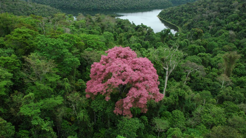 Dia da Mata Atlântica