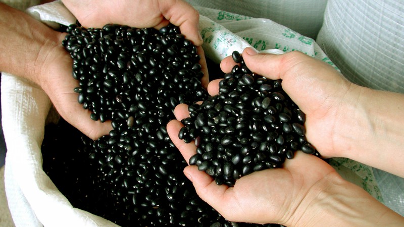 Produção de feijão