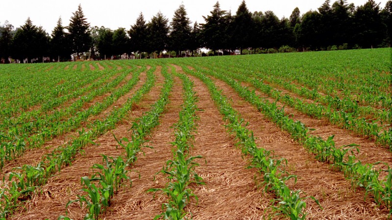 Agricultura