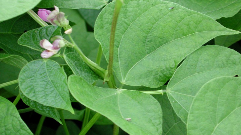 Agricultura