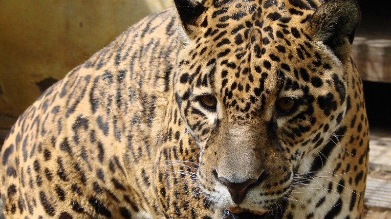 Especialistas projetam ações para conservação de grandes felinos