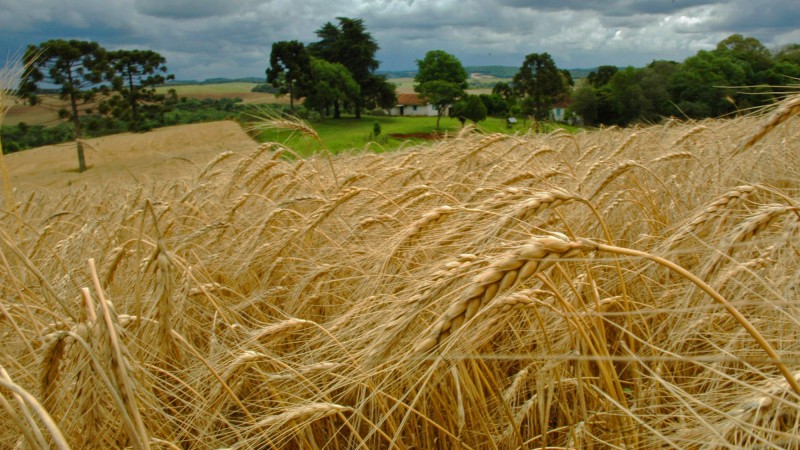 Lavoura de trigo supera expectativa de produtividade no Rio Grande do SulTrigo no RS supera expectativa de produtividade