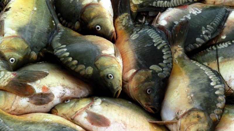 RS projeta comercializar mais de 4,3 toneladas de peixes na Semana Santa