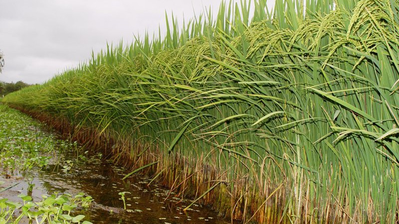 Evento Irga em Cachoeira