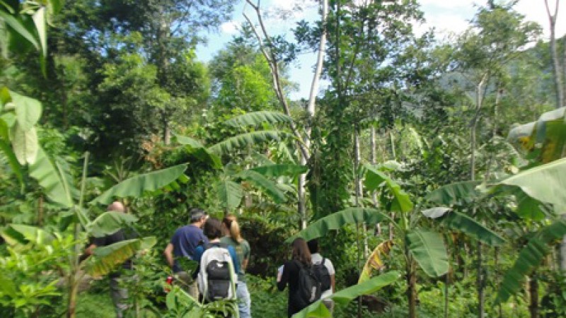 Certificação ambiental para produção agroflorestal e extrativista