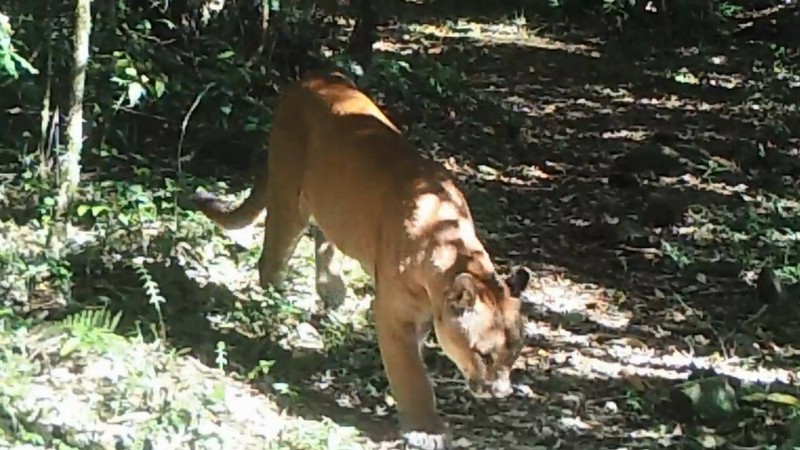 Câmera flagra puma no Parque do Ibitiriá em Vacaria