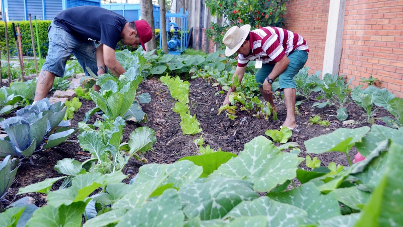 Apenados cultivam horta orgânica em projeto de inclusão profissional