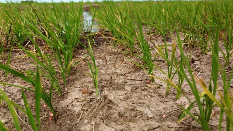 Plantação de arroz