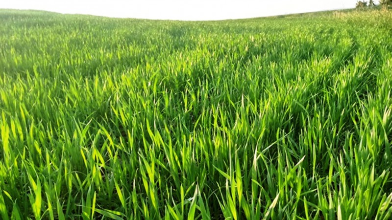 O cultivo do trigo atinge 45% da &aacute;rea plantada no Rio Grande do Sul