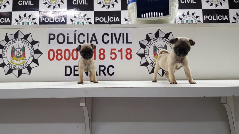 02 08 pug