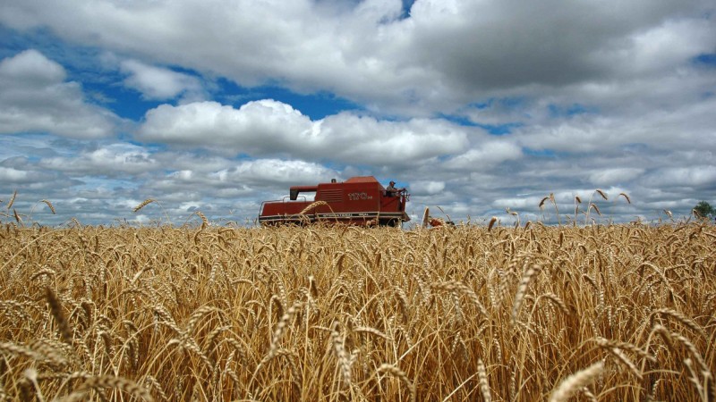 Usina deve produzir 100 m³/dia de etanol hidratado com grãos do cereal híbrido de trigo e centeio