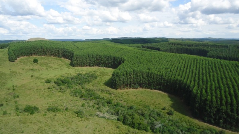 Informação integra diagnóstico da Fepam que aplicou condicionantes do zoneamento ambiental para silvicultura