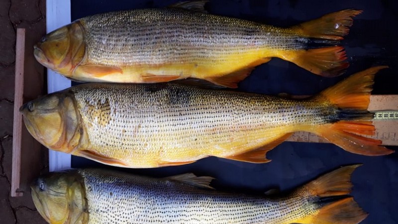 Pesca de exemplares de dourado está proibida no Rio Grande do Sul
