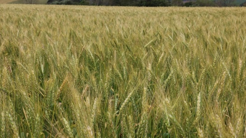 trigovale