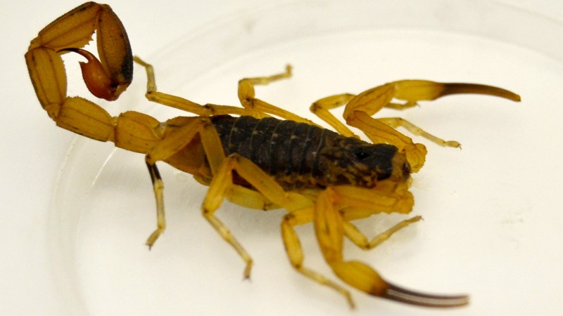 O Tityus serrulatus tem pernas e cauda amarelo-clara, tronco escuro e comprimento de até sete centímetros