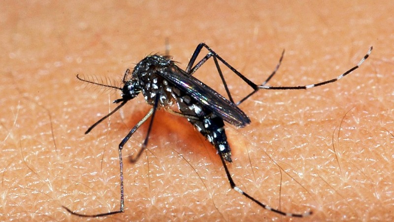 Inseto aeds aegypti popularmente conhecido como mosquito da Dengue. Vetor transmissor da doença.