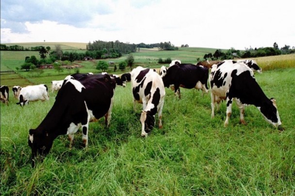 Pastagens vacas leiteiras