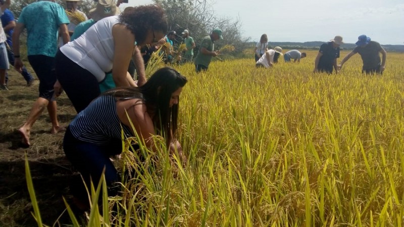 arroz50