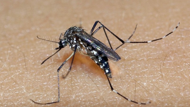 Aedes aegypti é o transmissor da dengue, zika e chikungunya