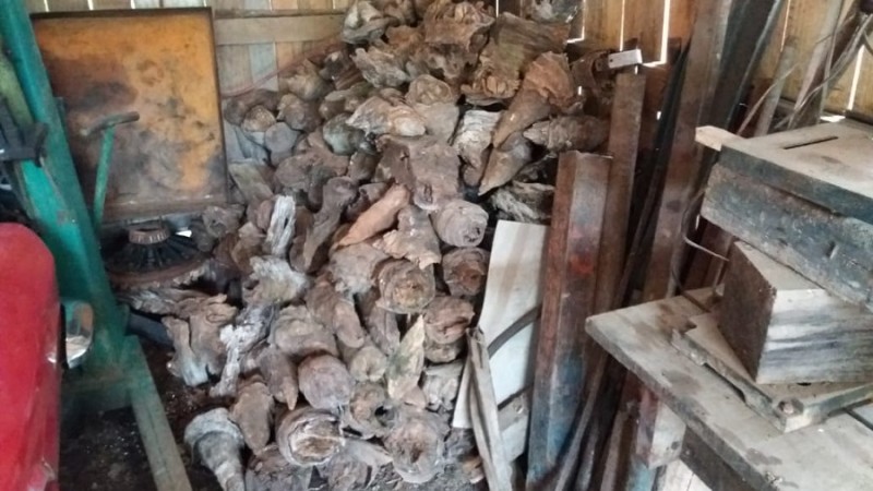Araucária venda ilegal